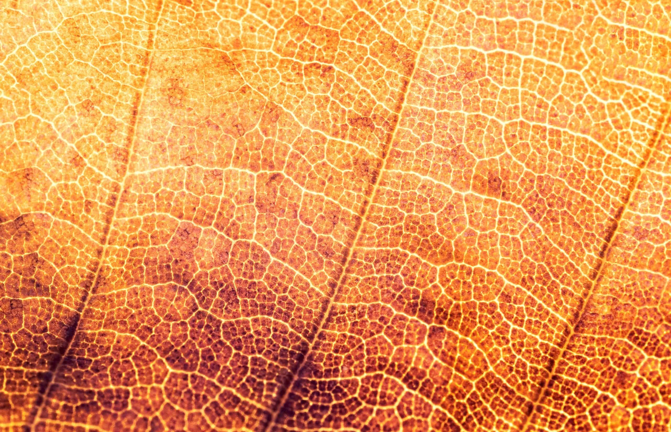 Body Acceptance, Self Compassion, and Noom